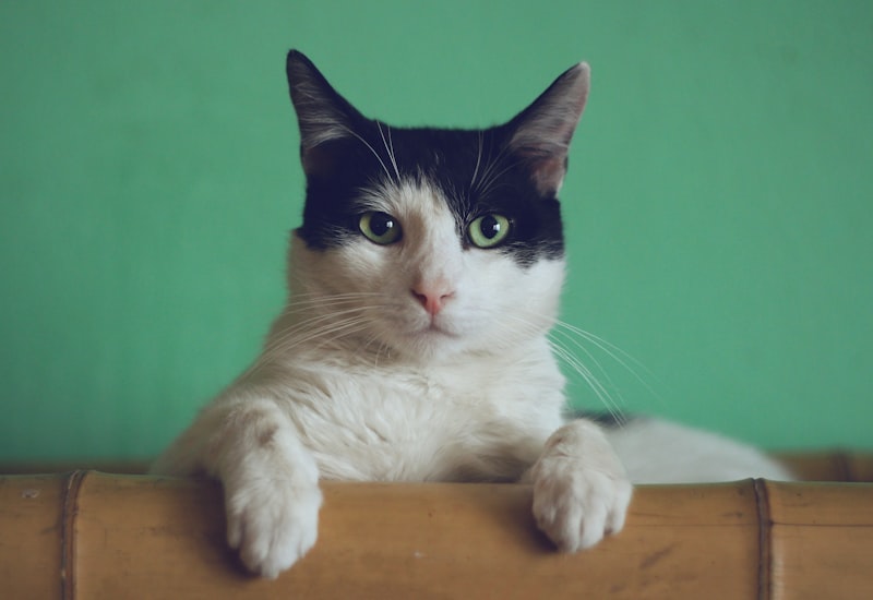 Comfortable cat harness design
