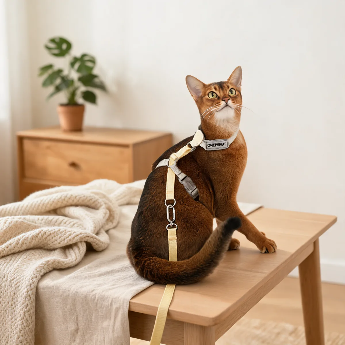Two-Tone Leather Cat Harness & Leash Set